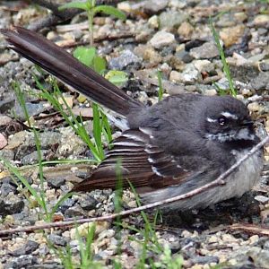 Wren? Dandenongs, VIC, AU