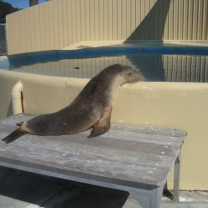 Australian Sealion