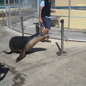 Australian Sealion