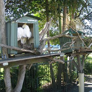 Cockatoo display