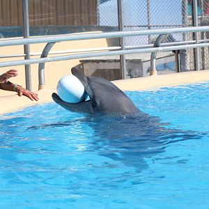 Dolphin and trainer