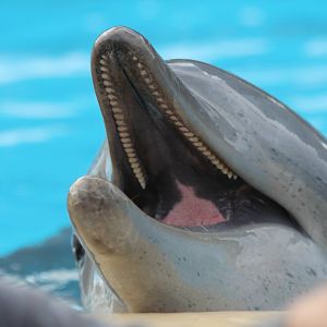 Indo-pacific Bottlenose Dolphin