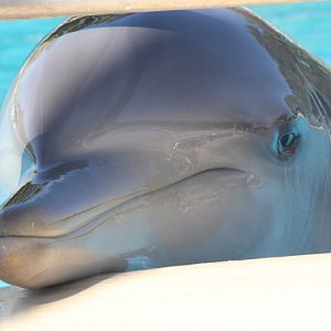 Indo-pacific Bottlenose Dolphin