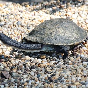Long-necked Turtle