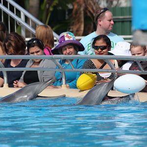 Playing with the dolphins