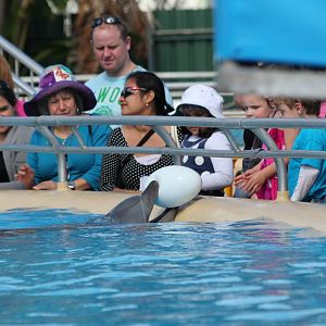 Playing with the dolphins