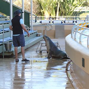 Sealion training