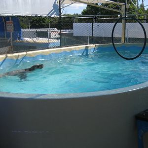 Sealion Pool