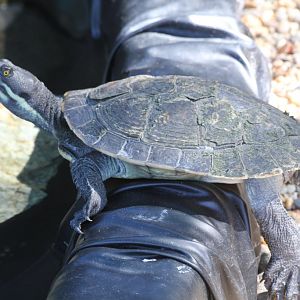 Short-necked Turtle