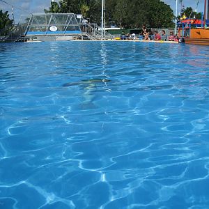 Dolphin Show Pool