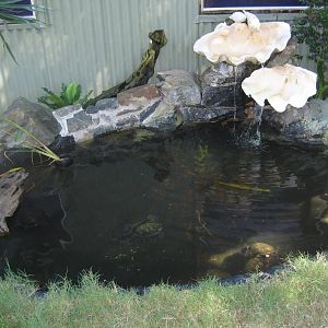 Turtle Pond
