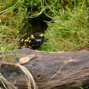 Salamandra salamandra