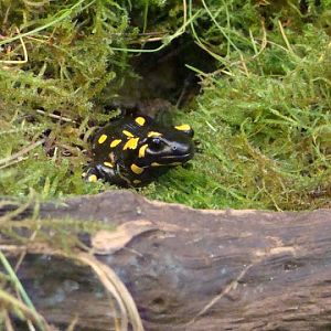 Salamandra salamandra