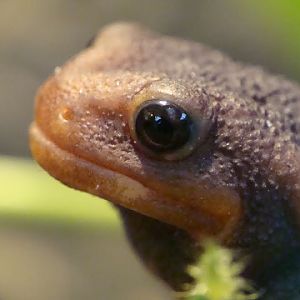 Tylototriton shanjing