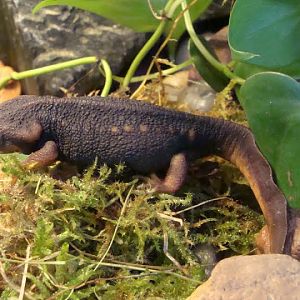 Tylototriton shanjing