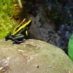 Phyllobates terribilis