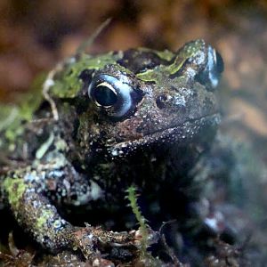 Scaphiophryne marmorata