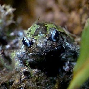 Scaphiophryne marmorata