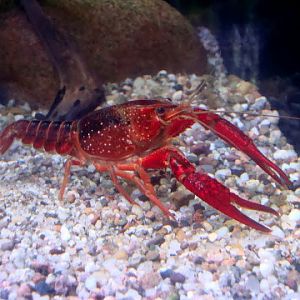 Procambarus clarkii