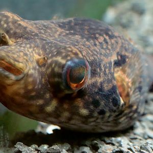 Tetraodon palembangensis