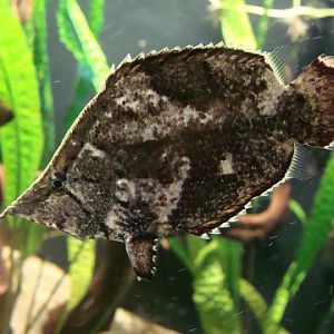 Monocirrhus polyacanthus