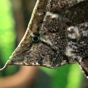 Monocirrhus polyacanthus