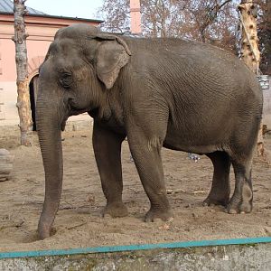 Elephas maximus