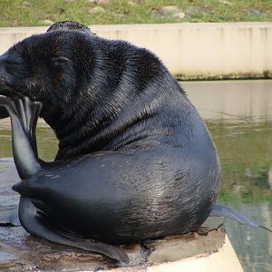 Arctocephalus pusillus pusillus