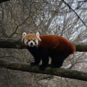 Ailurus fulgens fulgens