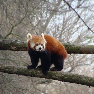 Ailurus fulgens fulgens
