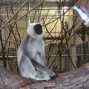 Semnopithecus entellus