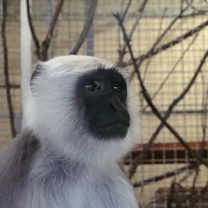 Semnopithecus entellus