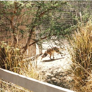 Aardwolf at The Living Desert, 1998