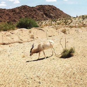 Addax at The Living Desert, 1998