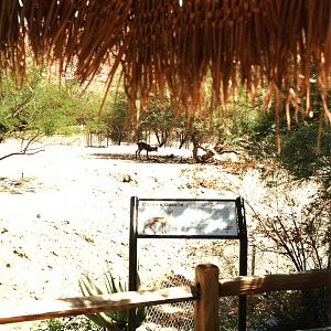 Gazelle Viewing at The Living Desert, 1998