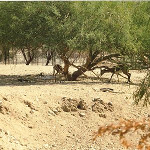 Cuvier's Gazelles at The Living Desert, 1998