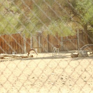 Mhorr and Slender-horned Gazelles at The Living Desert, 1998