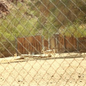 Mhorr and Slender-horned Gazelles at The Living Desert, 1998