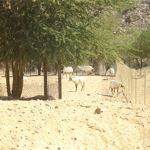 Arabian Oryx at The Living Desert, 1998