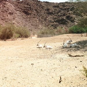 Arabian Oryx at The Living Desert, 1998