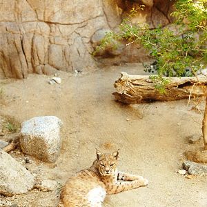 Bobcats at The Living Desert, 1998