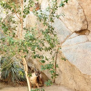 Caracals at The Living Desert, 1998