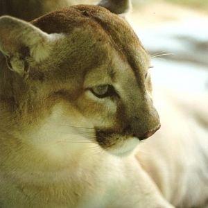 Puma at The Living Desert, 1998