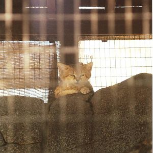 Sand Cat at The Living Desert, 1998