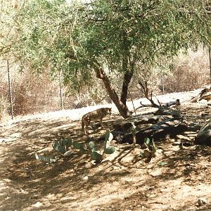 Coyote at The Living Desert, 1998