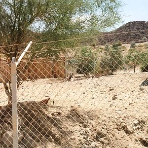 Bactrian Wapiti Paddock at The Living Desert, 1998