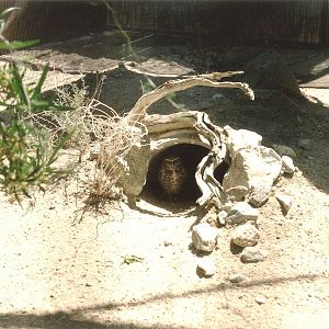 Burrowing Owl at The Living Desert, 1998