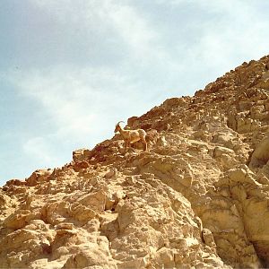 Desert Bighorn Sheep at The Living Desert, 1998