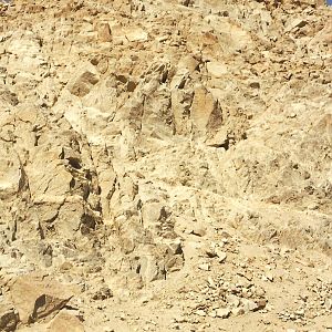 Desert Bighorn Sheep at The Living Desert, 1998