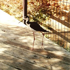 Black-necked Stilt at The Living Desert, 1998